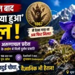 वैज्ञानिक हैरान! 158 साल बाद मिला हिमालय का ‘गायब’ फूल, अरुणाचल में मचा बवाल